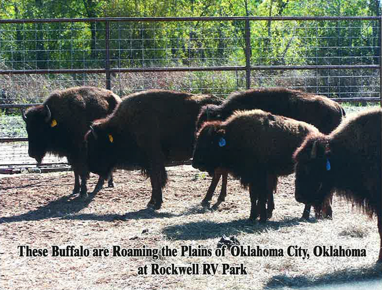 Buffalo Herd from Brooklyn Zoo, NYC 1907